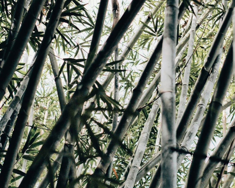 comfortabel Bomen planten Viva Bamboe kleding van Rixip Roosendaal - 100% bamboe, bekijk ons aanbod